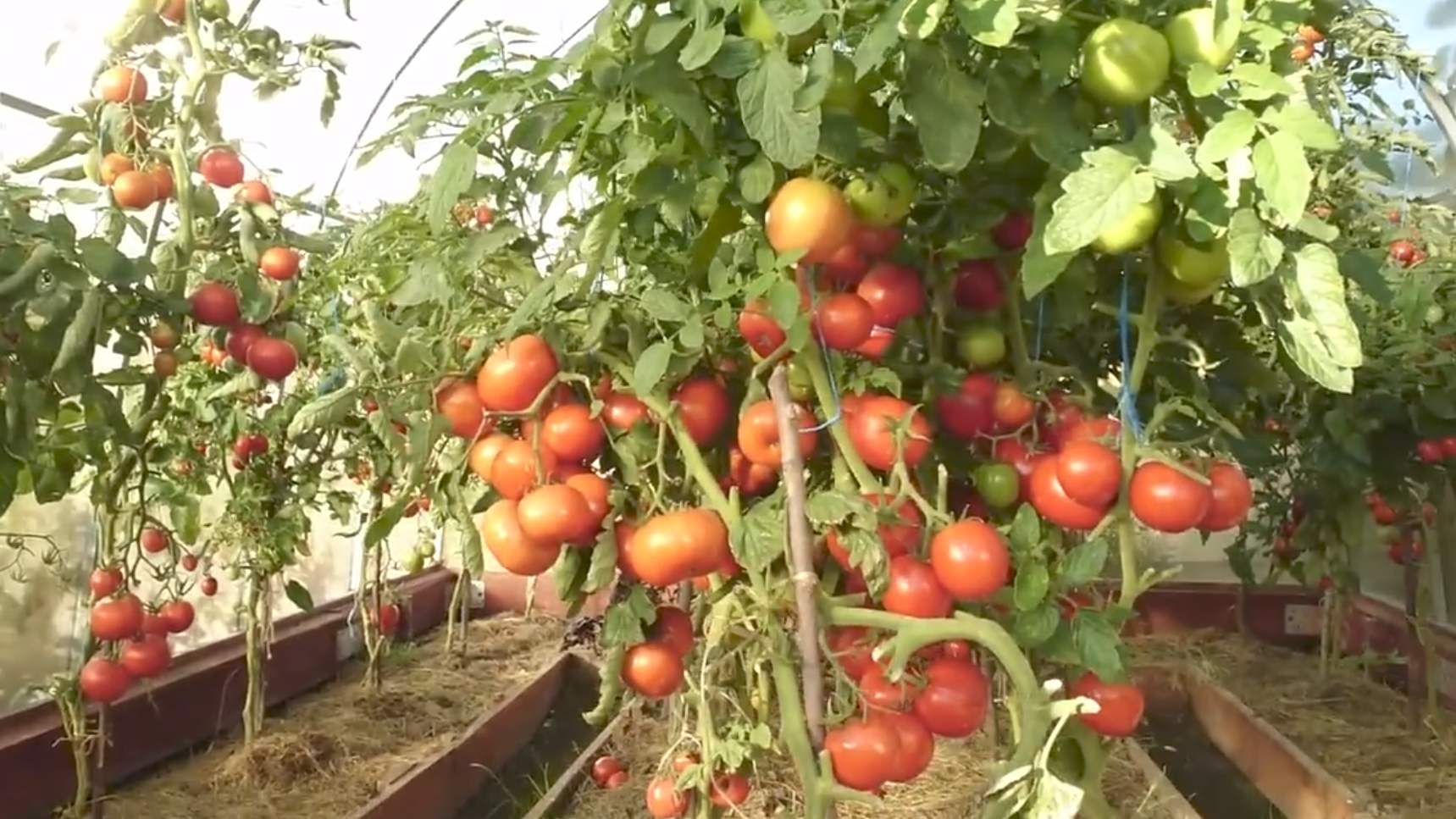 Видео привет с 6 соток 25 августа 2021 года