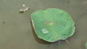 Там, где цветут лотосы_2016