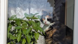 Если у вас переросла рассада томатов. 🍅