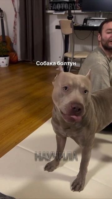 Говорящий пёс