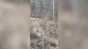 Бурый медведь на весеннем прителецком склоне