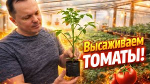Высадка томатов в теплицу. Рассаде уже 60 дней!