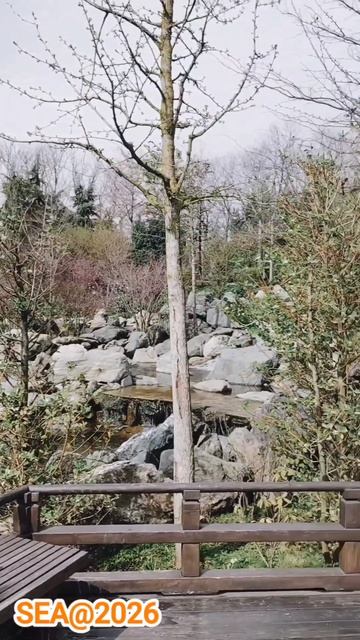 #Краснодар #Апрель #2026 #ЯпонскийСад #ПаркГалицкого #ПаркКраснодар