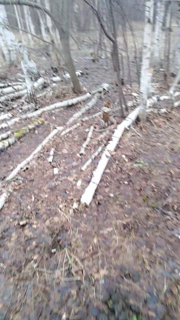 ✔Ещё один строчок🍄✔