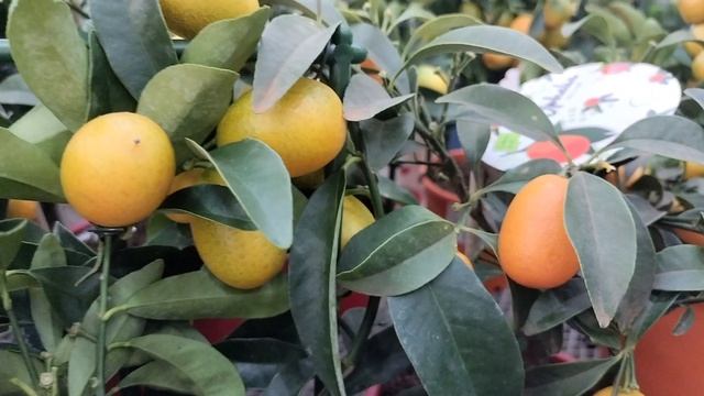 Было:Леруа Мерлен,стало:Лемана Про.Цветочки-лепесточки😄