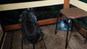 СОЧИ ГОРНОЕ ЛОО УТРО 13.04.2026