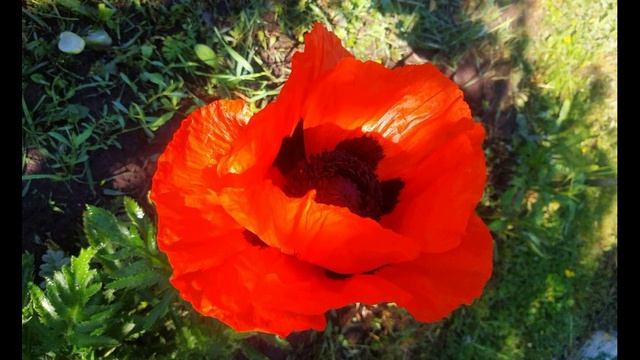 О. Мандельштам.  Я наравне с другими...