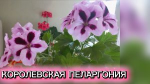 КОРОЛЕВСКАЯ  ПЕЛАРГОНИЯ