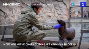 Морской котик Снарк осваивает уличный бассейн