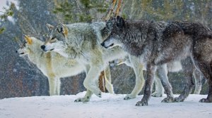 Жизнь Волков. Факты о Волках. -