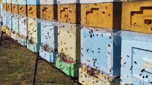 13.04.2026г.Облет молодых пчёл.