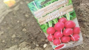 Дела житейские, посеяла редис!!!