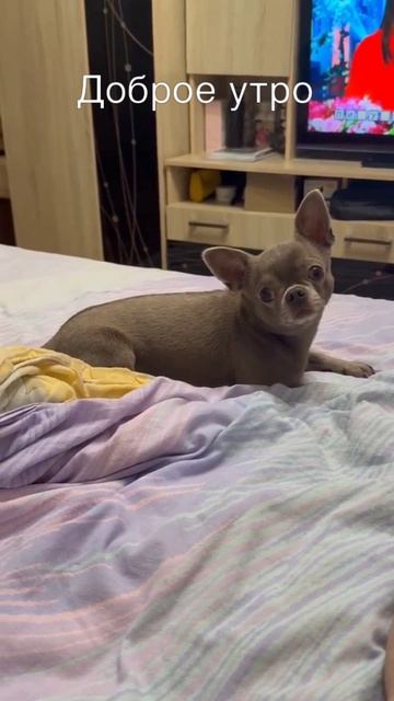 Доброе утро #утро #топ #рек #рекомендации #хочуврек #яппи #лайк #подписка