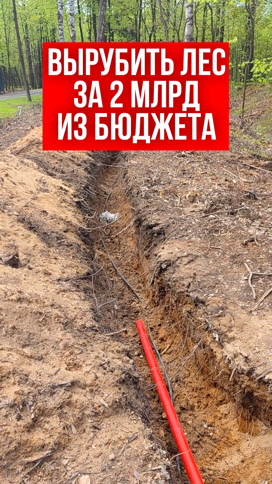 Вырубить лес за 2 млрд из бюджета