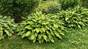 Хоста - многолетнее декоративное растение