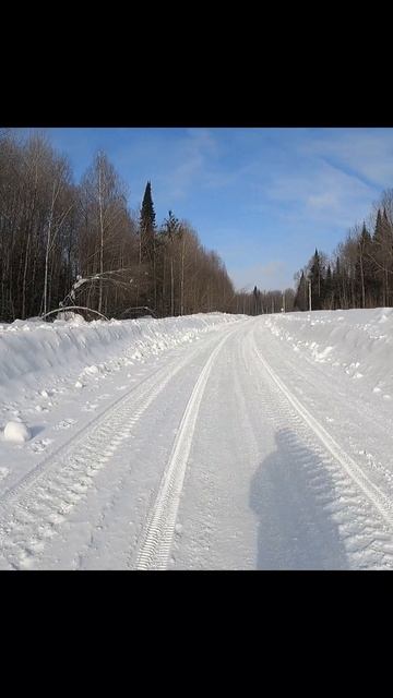 «Лось — хозяин зимней дороги»