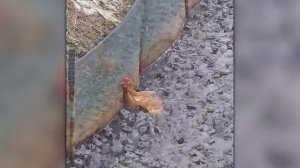 Эти Случаи с Животными Стали Вирусными за Считанные Часы