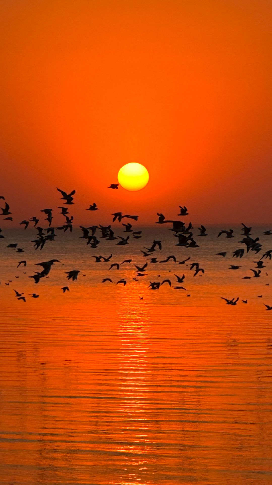 Природа края Азовского района, закат, птицы, свобода