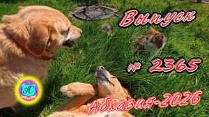 #Абхазия2026🌴 13.04.26г.🔥 Выпуск № 2365❗вчера +15°🌡ночью +8°🌡море +12°🐬
