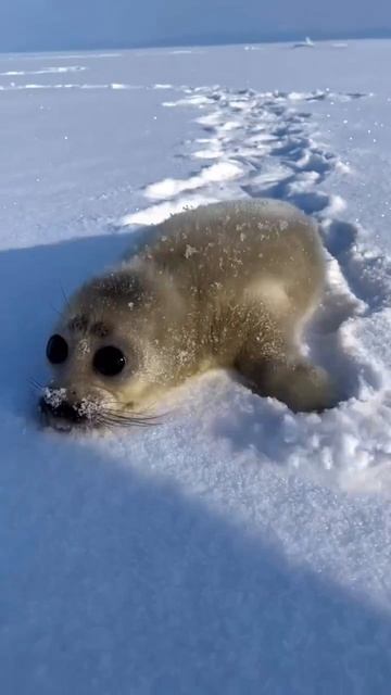 Встреча с бельком - детёнышем байкальской нерпы