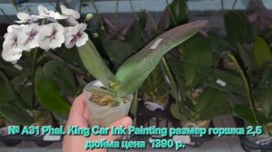 № А31 Phal. King Car Ink Painting размер горшка 2,5 дюйма