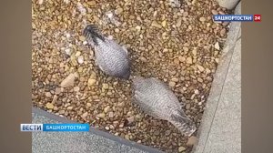 В Уфе сапсаны готовятся к пополнению в семействе