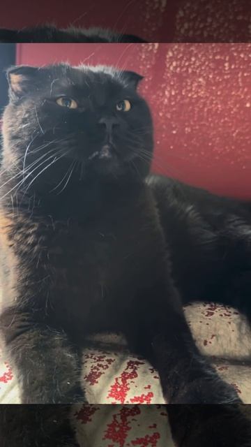 Сама виновата