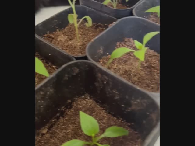 Пикировка рассады. Перцы и Баклажаны