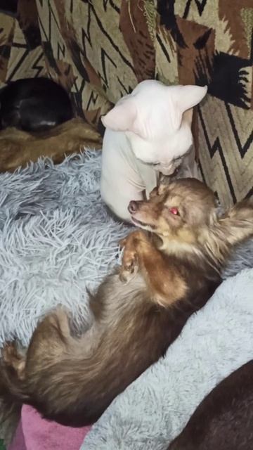 Той-терьер Зайка и сфинкс Зина.