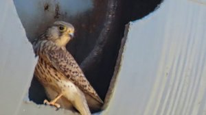 Зиму пережили(птички Сибири)