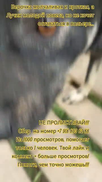 НАС107=106хвостиков  +1человек!