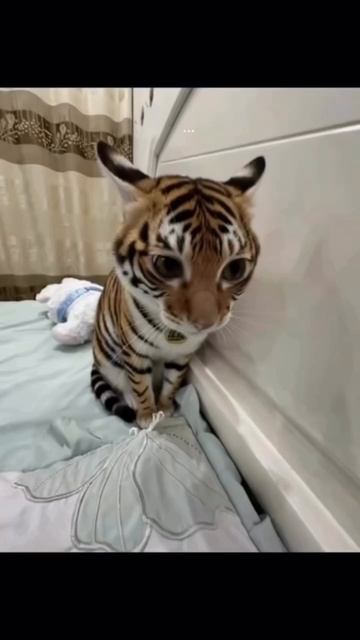 Артикул на брюки WB:  320394948🤎