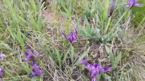 В Самом разгаре! Цветение Ирисов и тюльпанов в Калмыкии 12.04.2026. На въезде в Элисту