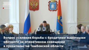 Вопрос усиления борьбы с бродячими животными обсудили на совещании в правительстве области