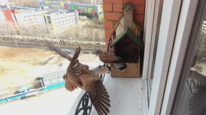 Не влезай, а то убьет 💪