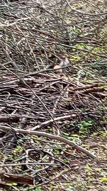 Белочки и мешок грецких орехов у дальних кормушек (13.04.26.)