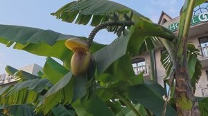 НАПРАВЛЯЕМСЯ НА ЖД ВОКЗАЛ. УТРЕННИЙ АДЛЕР. ПРОХЛАДНО. 25.11.2025 г.