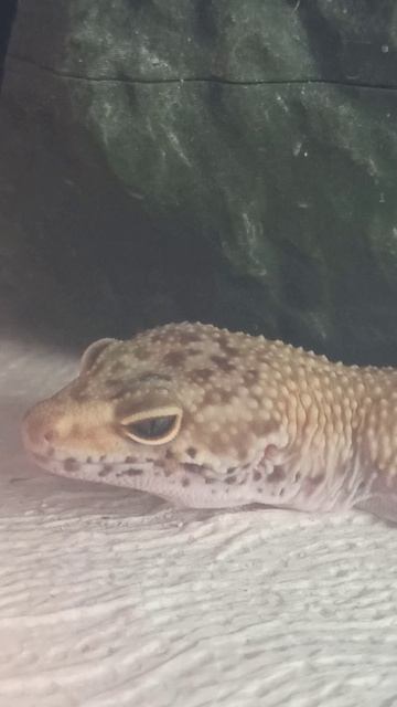 Девчонка эублефара....Продаётся!