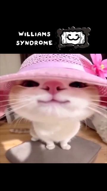 Прохождение мяудженикс на канале