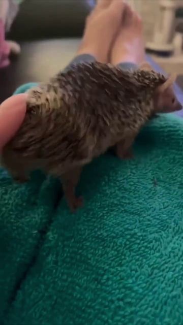 Телесные практики