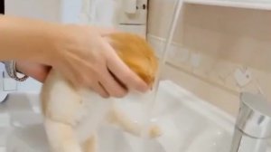 На самом деле коты могут полюбить воду