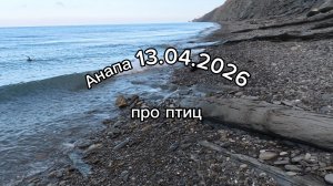 Анапа 13.04.2026 про птиц