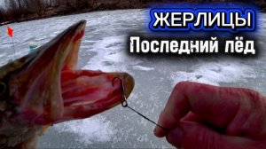 Апрель! Лёд тает! Щука просыпается! Отличный улов на жерлицы!