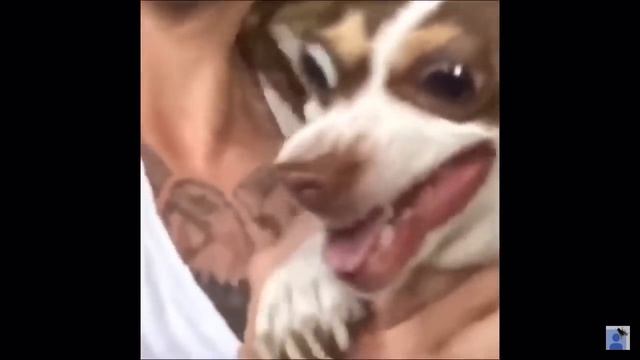 Собака жмых эффект content aware scale