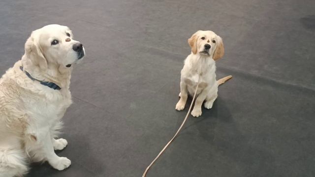 Джером и Пряник - синхронисты