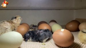 Мы снимали инкубатор 7 часов ночью… и дождались чуда (4)