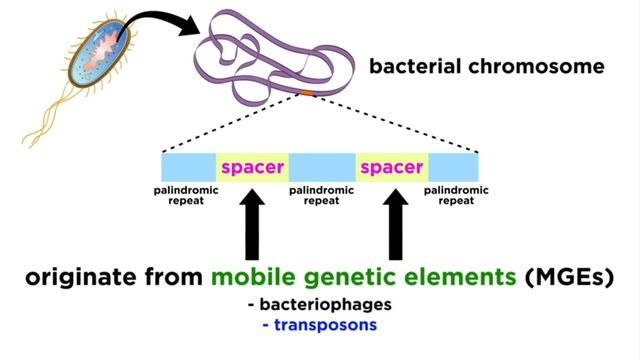 пошаговый протокол работы со сканирующим микроскопом и 2. crisp cas9 Dave explain.mp4