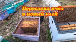 ПЕРЕСАЖИВАЕМ ПЧЕЛОСЕМЬЮ В НОВЫЙ УЛЕЙ ПО РАМОЧНО, СКОЛЬКО РАСПЛОДА