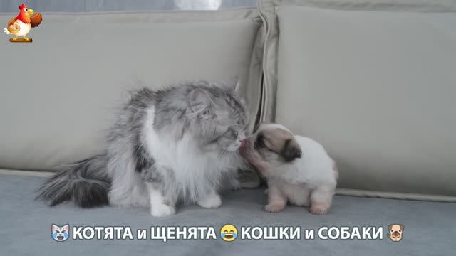 Котята и щенята 🐈🐶 Кошки и собаки 🤗 Про животных (12)