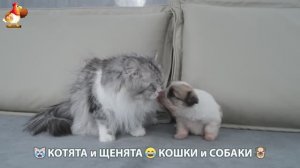 Котята и щенята 🐈🐶 Кошки и собаки 🤗 Про животных (12)